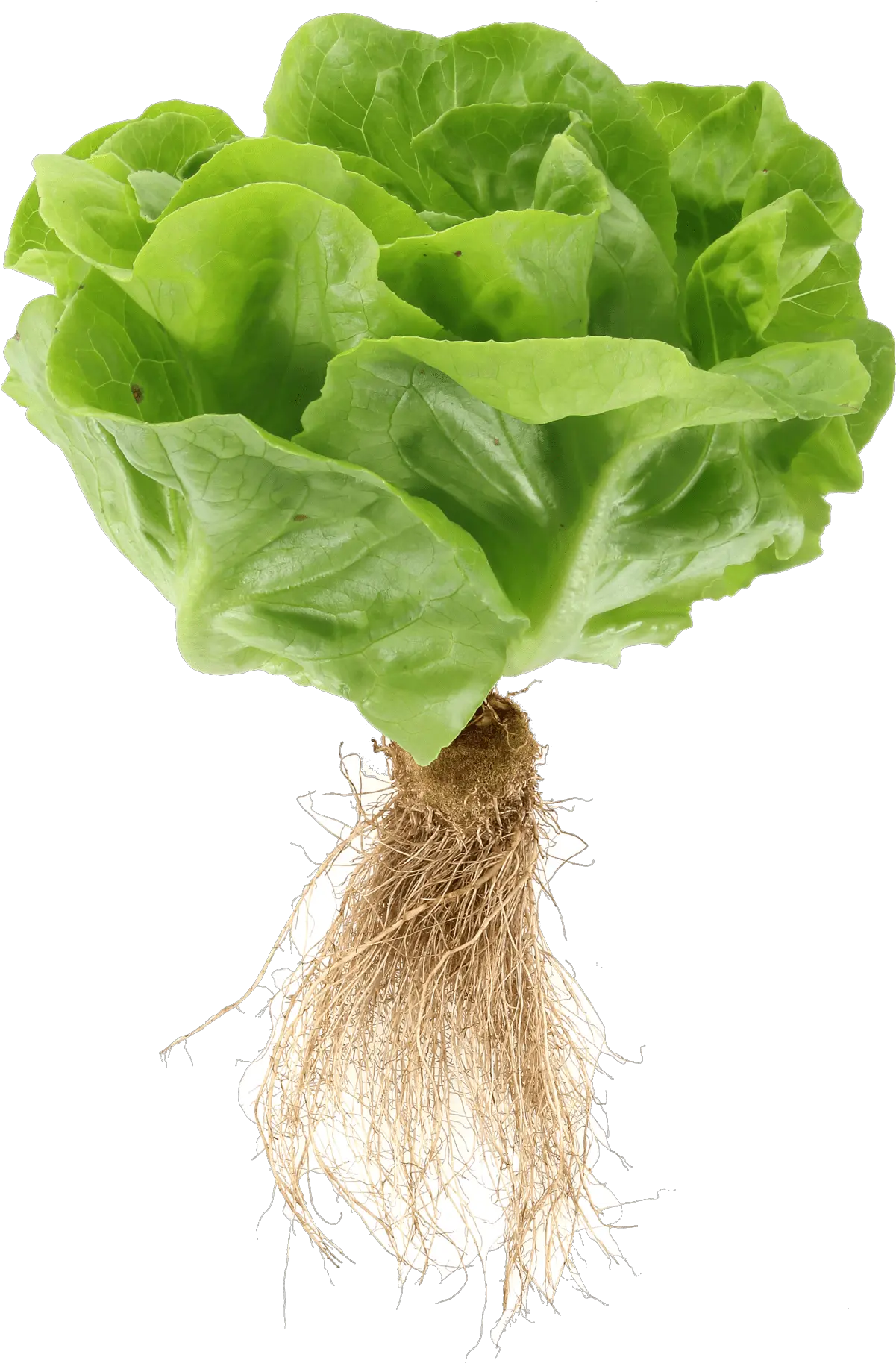  My Local Leaf Rooted In Community U0026 Innovation Lettuce Roots Png Roots Png