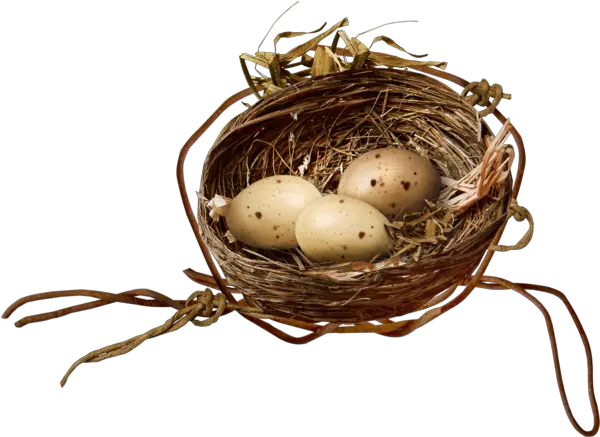  Bird Nest Egg For Easter 1937x1409 Twig Png Bird Nest Png