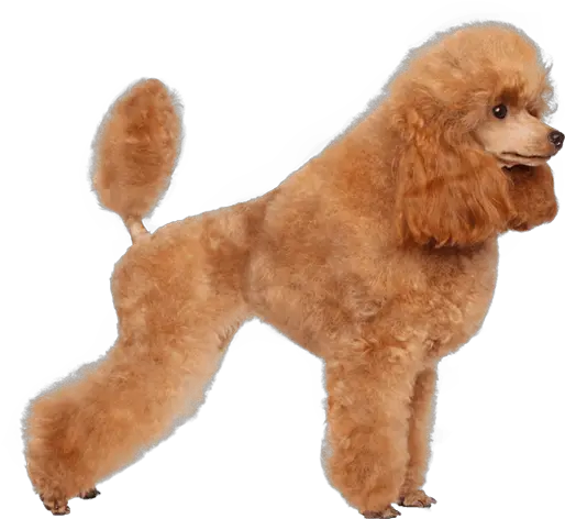  French Poodle Png Transparent Toy Poodle Png Poodle Png