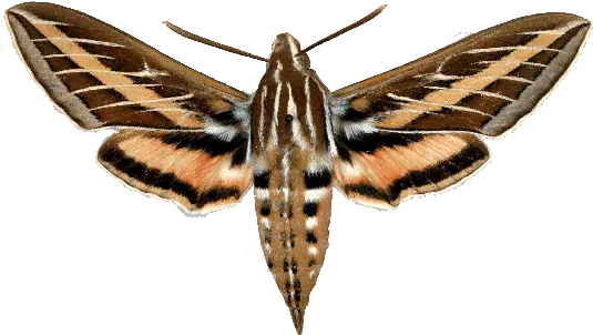  Png Free Stock Moth Transparent Sphinx Do Tomato Hornworms Turn Into Moth Png