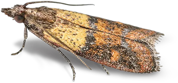  Pest Of The Month Heritage Control Hofmannophila Pseudospretella Png Moth Png