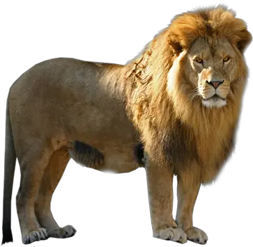  Lion Png Image 1 Lion Image Hd Png Lion Png