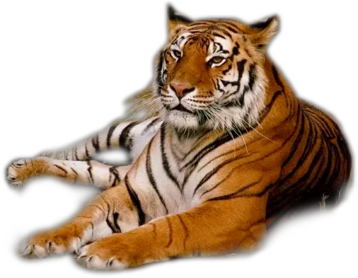  Tiger Png Transparent Background Tigers Png Tiger Transparent