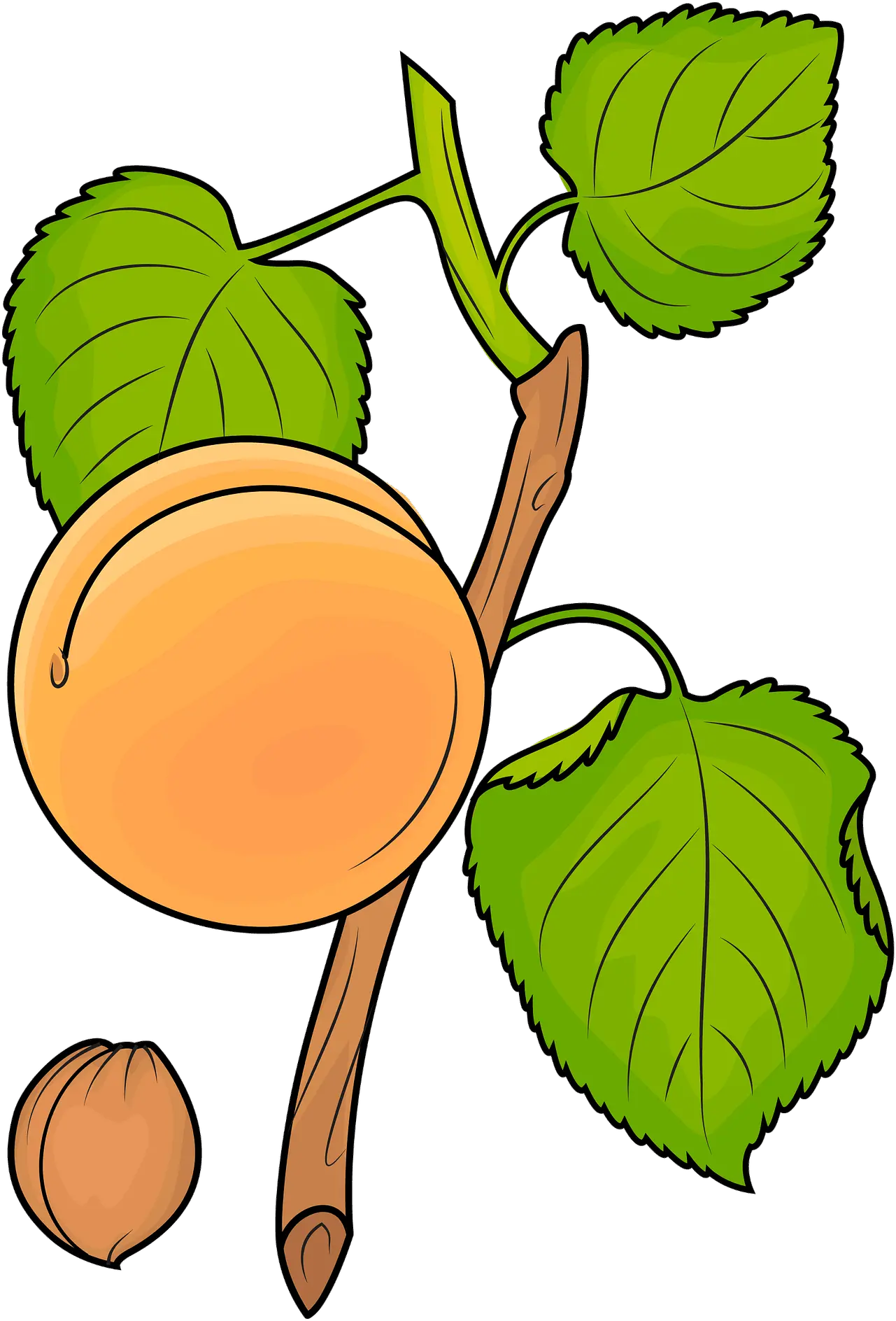  Apricot Fresh Png Branch Clipart Png