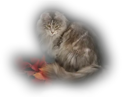  Index Of Userstbalzecatpng British Longhair Cat Png