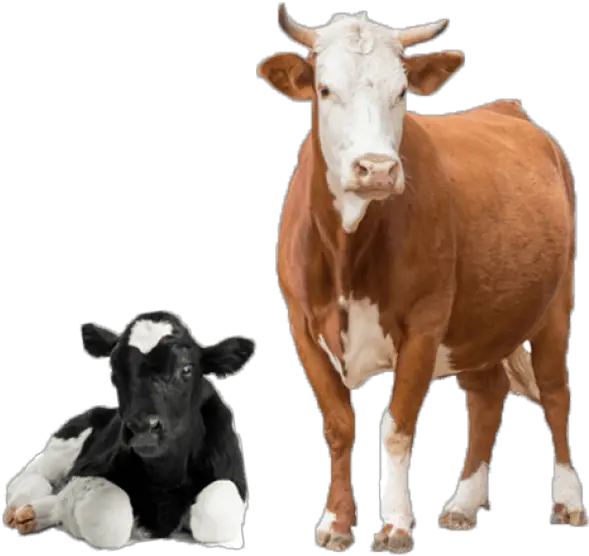  Free Transparent Png Images On Cow