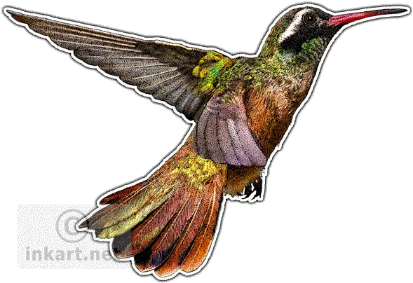  Download Graphic Transparent Hummingbird Clipart Xantus Drawing Png Hummingbird Transparent