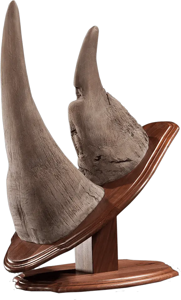  Rhino Horn Mount Dc110 Our Work Kanati Studio Fin Png Horn Png