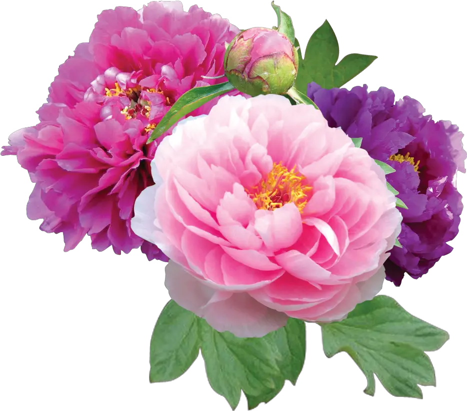  Free Peonies Png Download Clip Peony Flower Transparent Background Peonies Png