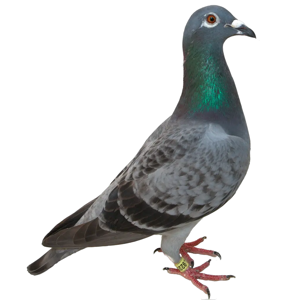  Kaito Imgbb Kevin The Pigeon One Direction Png Paloma Png