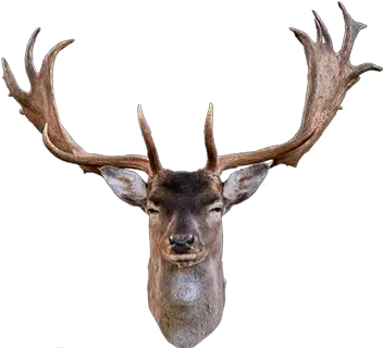  Species Old Continent Hunting Reindeer Head Png Deer Head Png