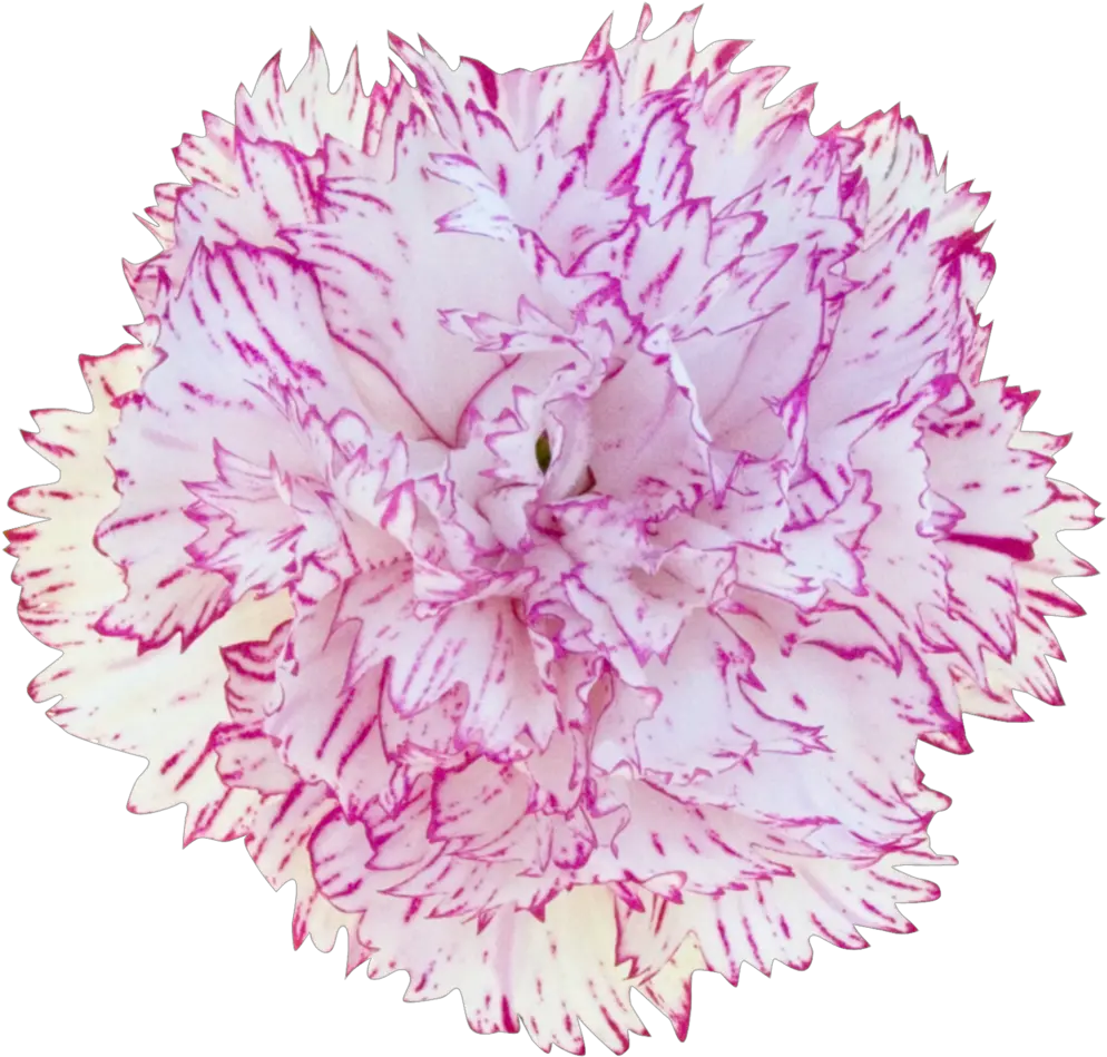  Carnation Dianthus Dianthus Transparent Cartoon Jingfm Girly Png Carnation Png