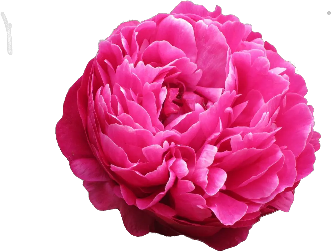  Paeonia Avis Varner Pioenrozen My Peony Society Common Peony Png Peonies Png