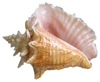  Shell Png Seashell Sea Shell Png