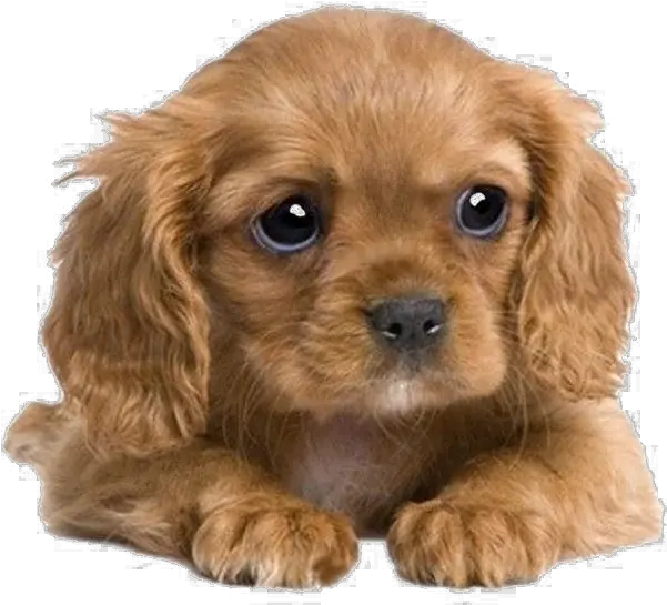  Puppies Png Transparent Image Cute Cocker Spaniel Puppy Transparent Puppy