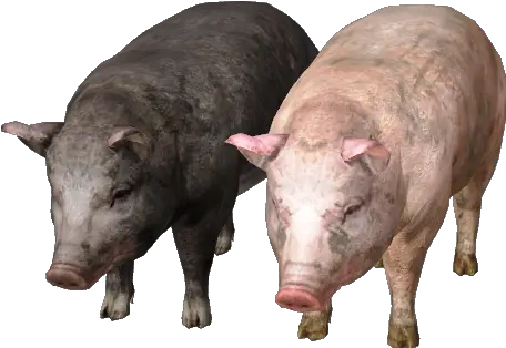  Download Free Png Image Pig Images Hd Png Pig Png