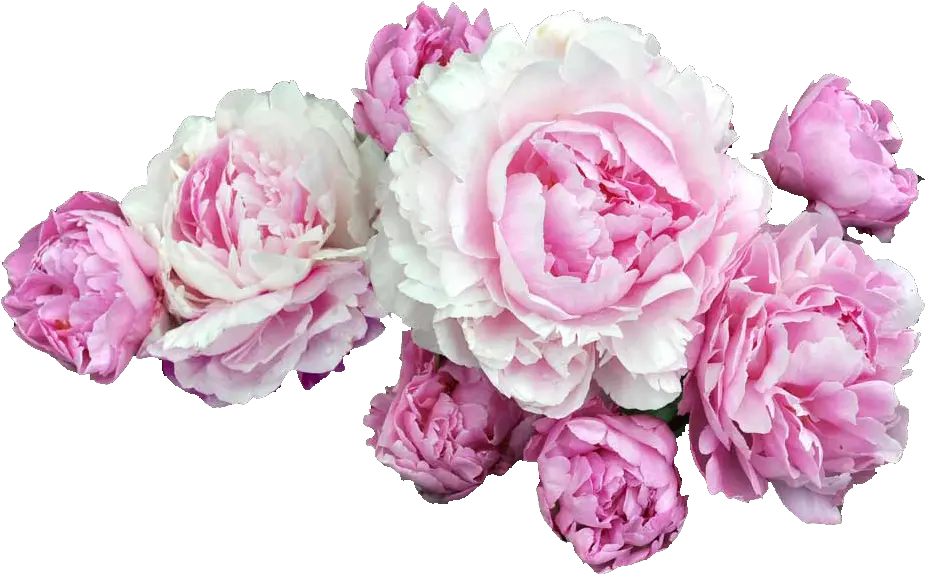  Pink Flowers Desktop Wallpaper Clip Art Transparent Background Peony Flower Png Peonies Png