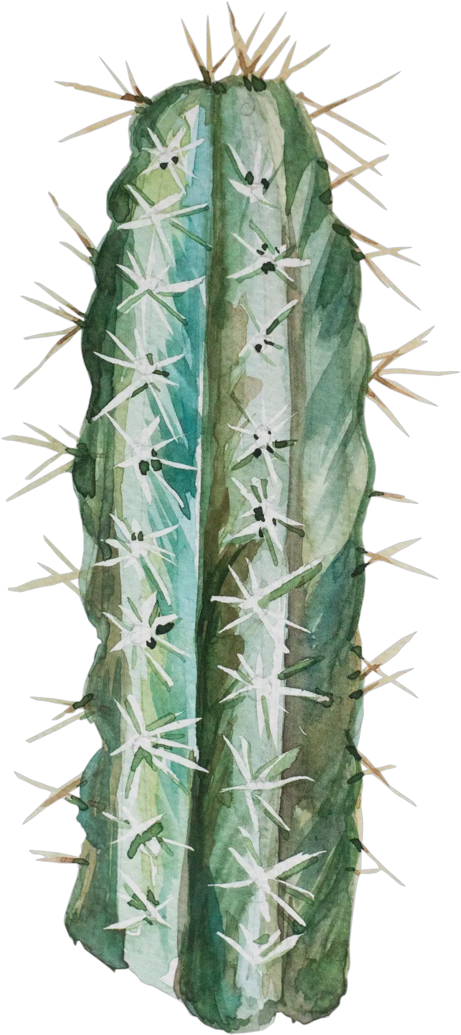  Download Transparent For Hand Painted Spiked Png Desert Plant Png