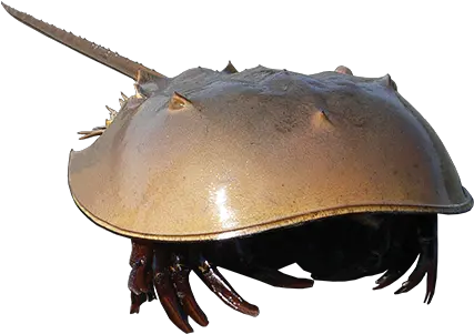  Horseshoe Crabtouchedup The Wetlands Institute Horseshoe Crab No Background Png Horseshoe Transparent