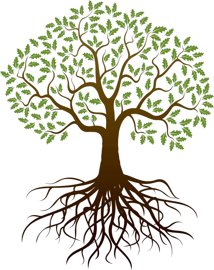  Tree With Roots Transparent Background Tree Roots Transparent Background Png Roots Png