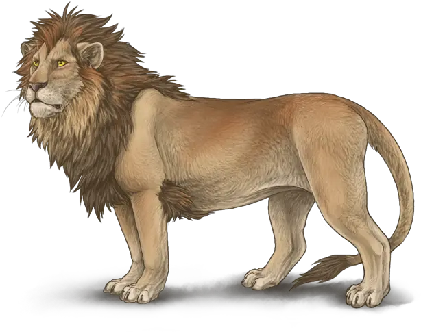  Download Lionpngtransparentimagestransparentbackgrounds Full Body Lion Drawing Png Lion Roar Png