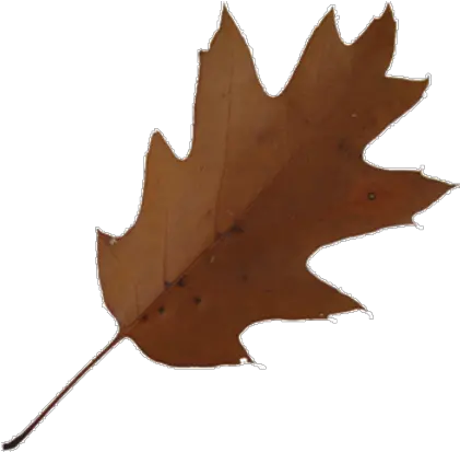  Imagesleaf Oakbrowntransparentbackground0350 Roblox Brown Leaf Transparent Background Png Leaf Transparent Background