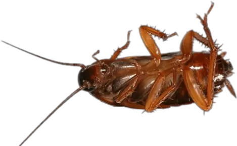  Cockroach Stickpng Asian Cockroach Cockroach Png