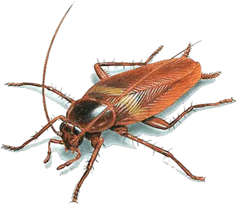  Cockroach Illustration Transparent Png