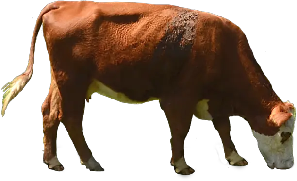  Cow Png Transparent Image 1 202 Cow Eating Grass Png Cow Transparent