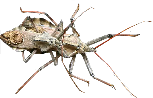  Kissing Bug Transparent Png Western Conifer Seed Bug Bugs Png