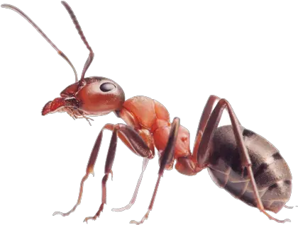  Ants Png Image Transparent Background Ant Png Ants Png