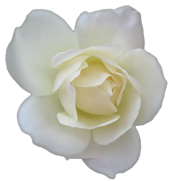  Colors Of Rose Is Here White Small White Flower Png White Rose Transparent Background