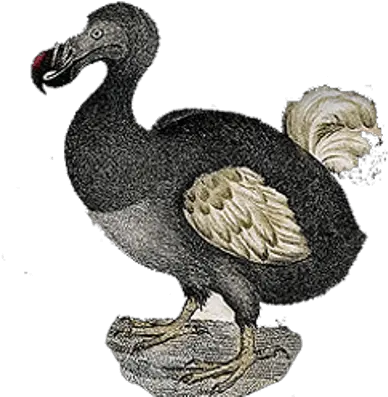  Download Hd Dodo Vintage Dodo Bird No Background Dodo Png Bird Transparent Background