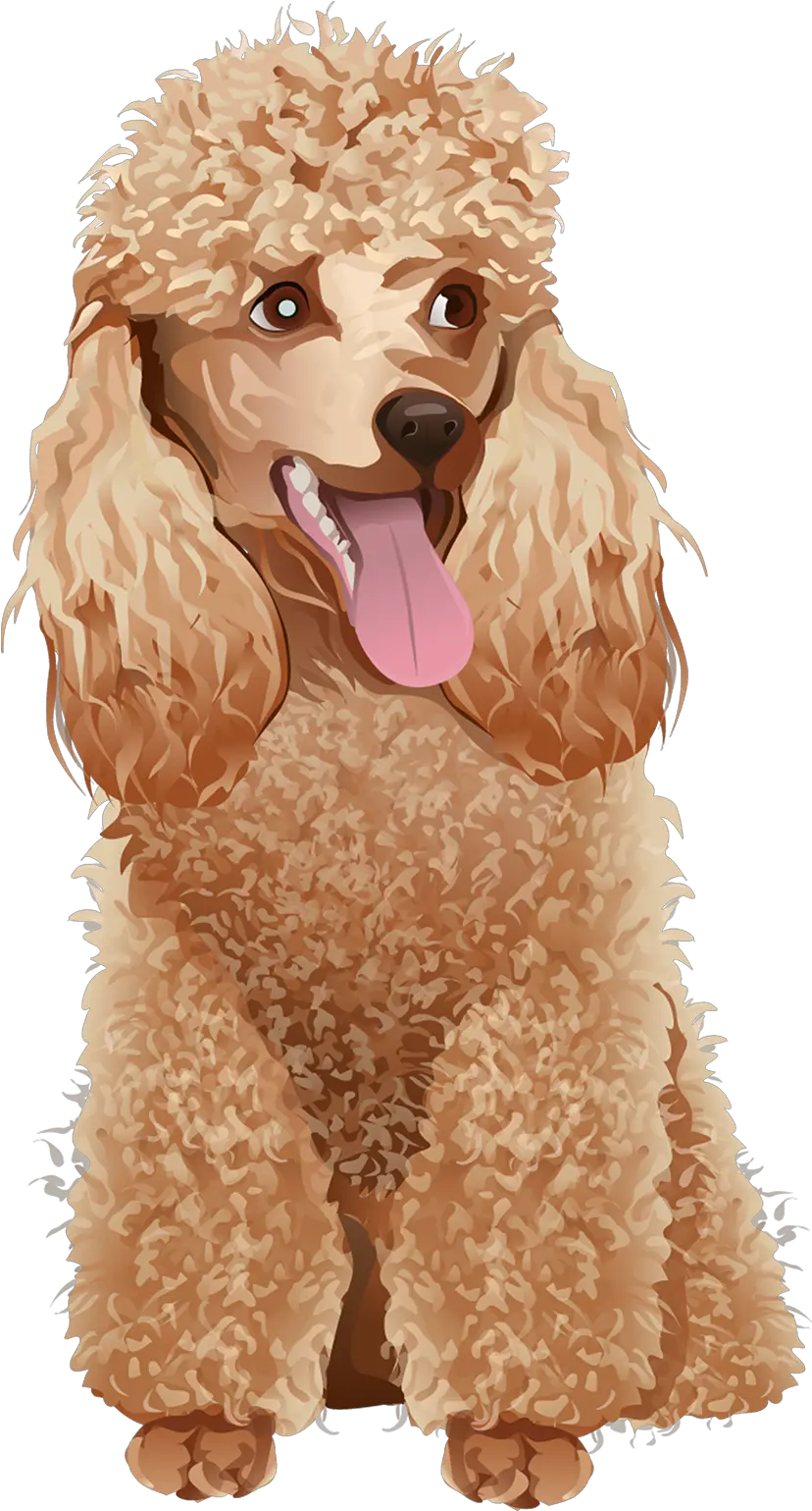  Poodle T Shirt Vibrant Vector Standard Poodle Png Poodle Png