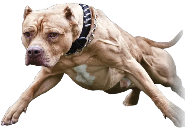  Download Pin Pitbull Png Do It Transparent Background Pitbull Png Pitbull Png