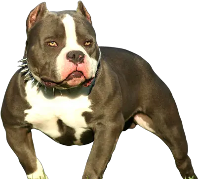  Pin American Bully Dog Png Pitbull Png