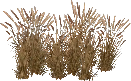  Png Image Grass Tall Grass Png