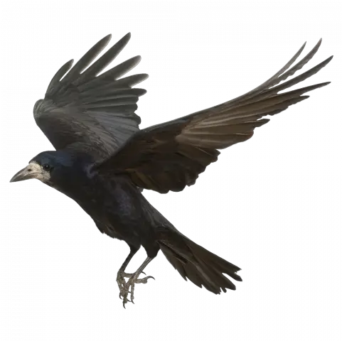  Crow Bird Png Image With Transparent Transparent Background Crow Png Crow Transparent