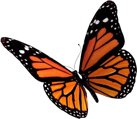  Pictures Free Icons And Backgrounds Png Monarch Butterfly Transparent Background Butterfly Transparent