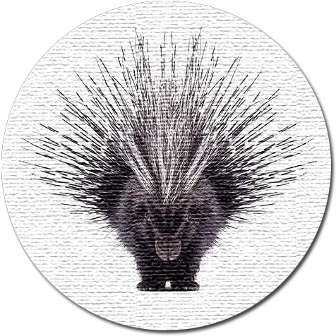  Download Porcupine Web Design Beautiful Porcupine Png African Crested Porcupine Porcupine Png