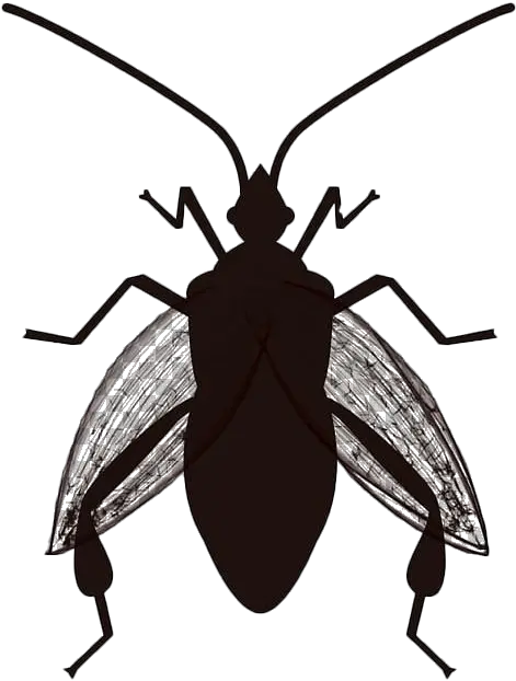  True Bug Png Transparent Images All Bug The Question Geography Transparent Bug