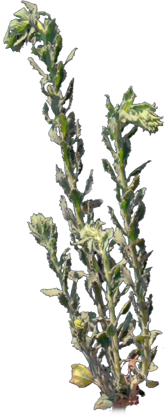  4k Desert Plant 3 Gust 6 Vertical Png Desert Plant Png