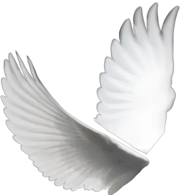  7 White Doves For Wedding Psd Images White Dove Frame White Dove Wings Png White Doves Png