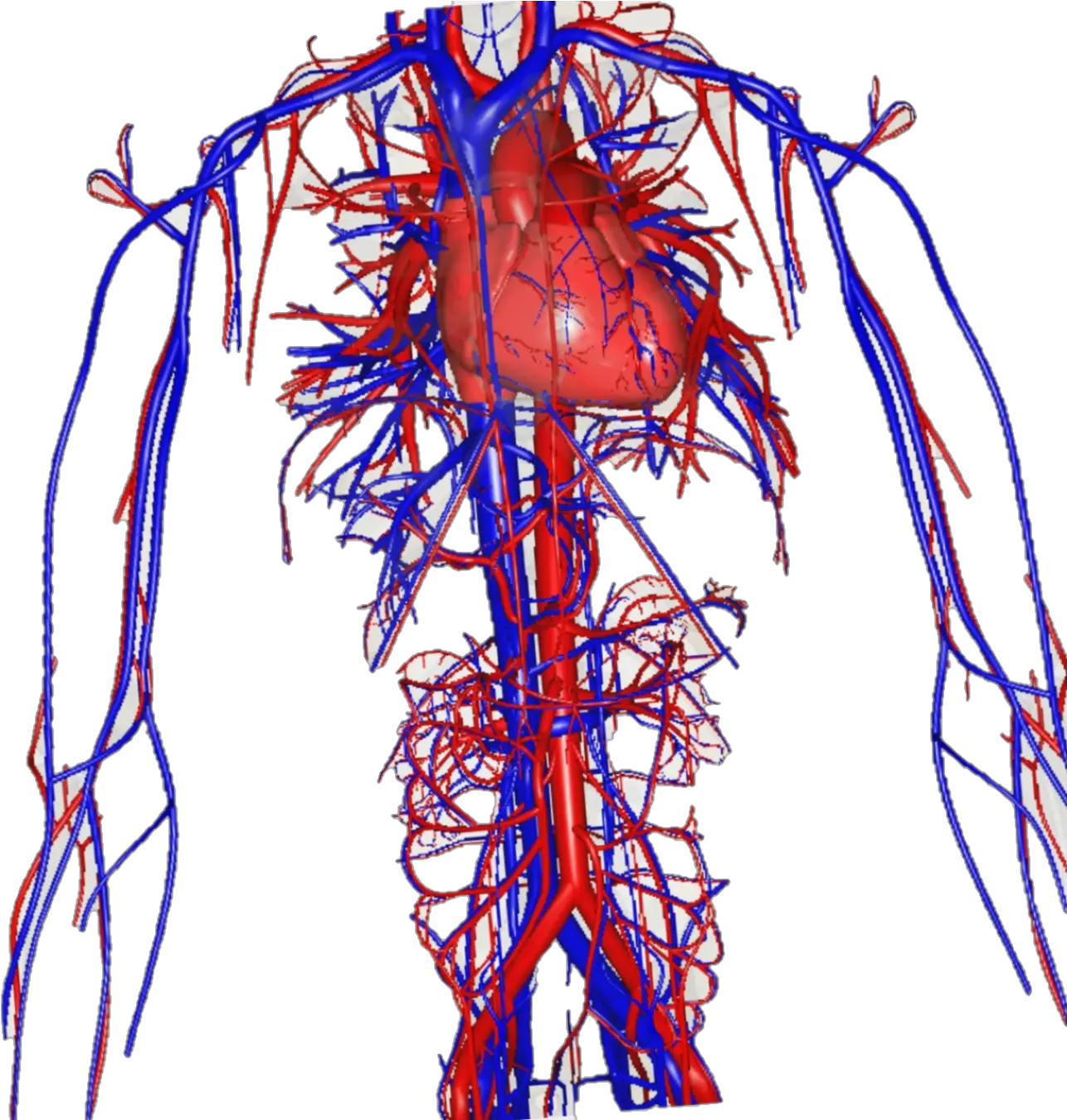  Green Screen Biology Teaching Vascular Surgery Png Veins Png