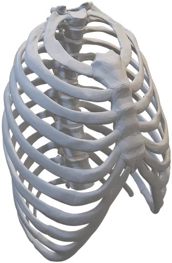  Rib Cage Anatomy Human Field Lacrosse Png Rib Cage Png