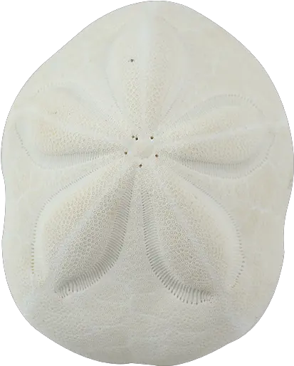  Sea Biscuit Sand Dollar Sand Dollar Png Sand Dollar Png