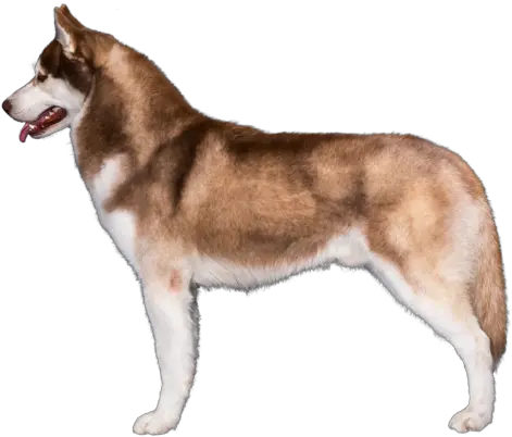  Siberian Husky Breed Course Siberian Husky Brown Png Husky Png