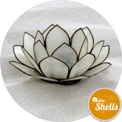  Capiz Shells Lotus Flower Natural White 100mm Online Decorative Png Lotus Flower Transparent