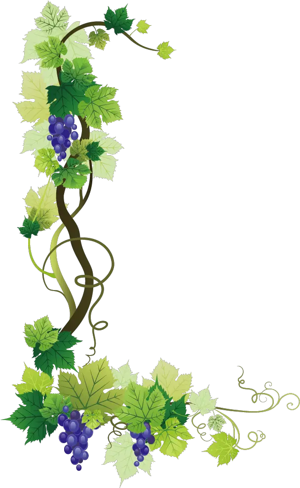  Common Grape Vine Wine Leaves Gr 1345071 Png Grape Vine Border Png Vine Png