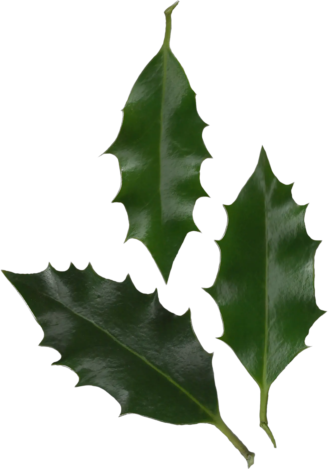  Holly Leaf Transparent U0026 Png Clipart Free Download Ywd Holly Ilex Aquifolium Leaf Holly Png